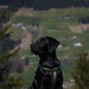 Schwarzer Hund mit wachem Blick vor grünem Hintergrund. | © Alpenregion Bludenz Tourismus GmbH, Janika Blank