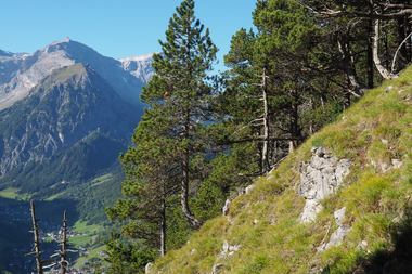 Europaschutzgebiet Spirkenwälder Brandnertal | © RM Europaschutzgebiete 