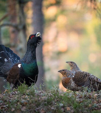 Auerwild Sommer | © Adobe Stock