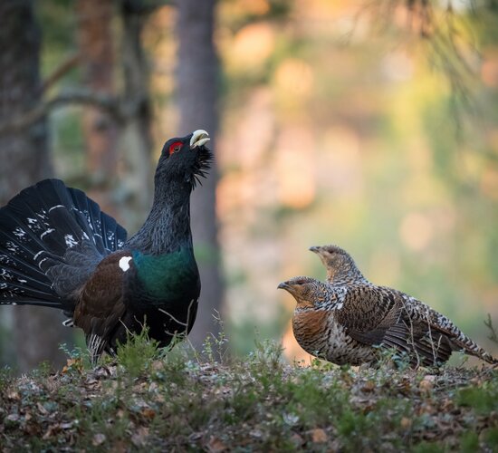 Auerwild Sommer | © Adobe Stock