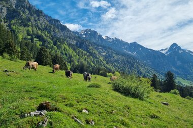 © Naturschutzverein Verwall Klostertaler Bergwälder