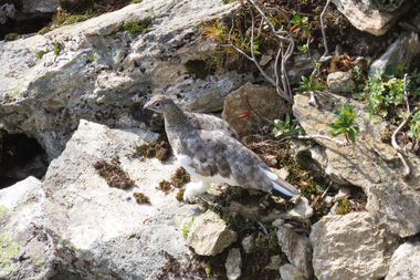 © Naturschutzverein Verwall Klostertaler Bergwälder