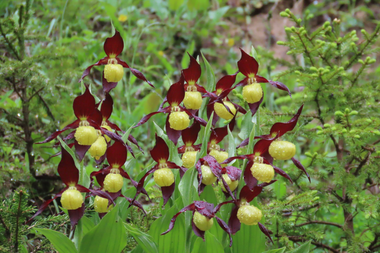 © Naturschutzverein Verwall Klostertaler Bergwälder