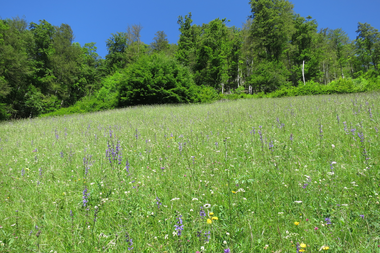 © Naturschutzverein Verwall Klostertaler Bergwälder