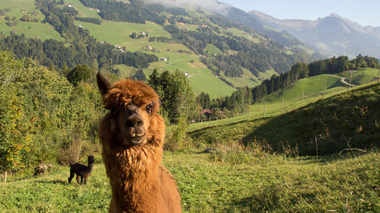 © ©2012 Siegmar Zech